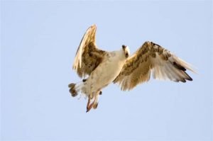 Bird Watching In Tarifa