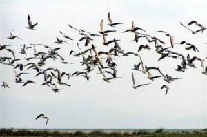 Bird Watching In Tarifa