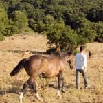 Horse riding in Tarifa
