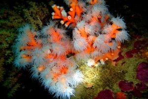 Scuba Diving In Tarifa