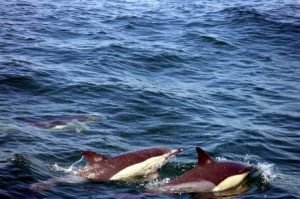 Whale Watching In Tarifa